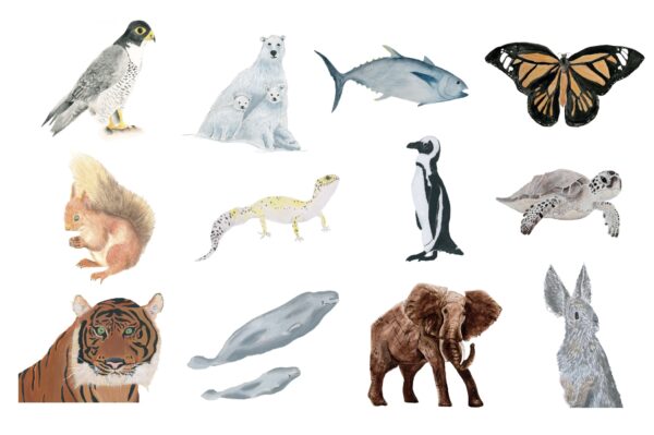 Protect All Species: USA 2024 Calendar plus Greeting Cards (Set of 12 w/envelopes)